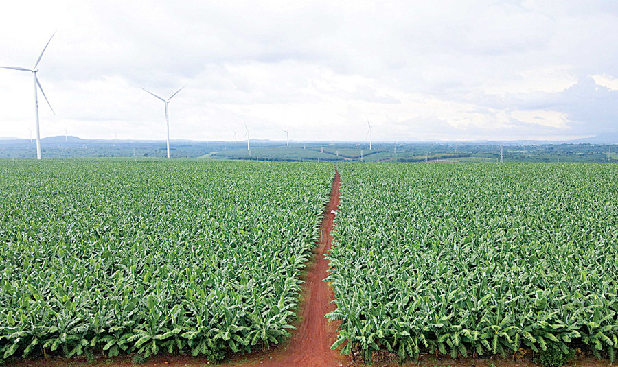 Vùng nguyên liệu trồng chuối xuất khẩu của Công ty Cổ phần Nông nghiệp công nghệ cao Hưng Sơn. Ảnh: N.S