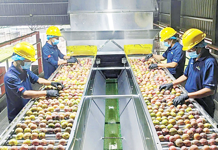 Sản xuất và chế biến chanh dây đang trở thành lĩnh vực mũi nhọn của tỉnh Gia Lai. Ảnh: N.S