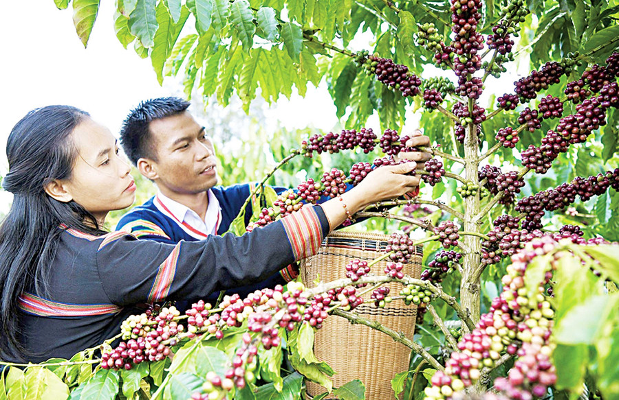 Cà phê là cây trồng chủ lực của tỉnh Gia Lai. Ảnh: N.S