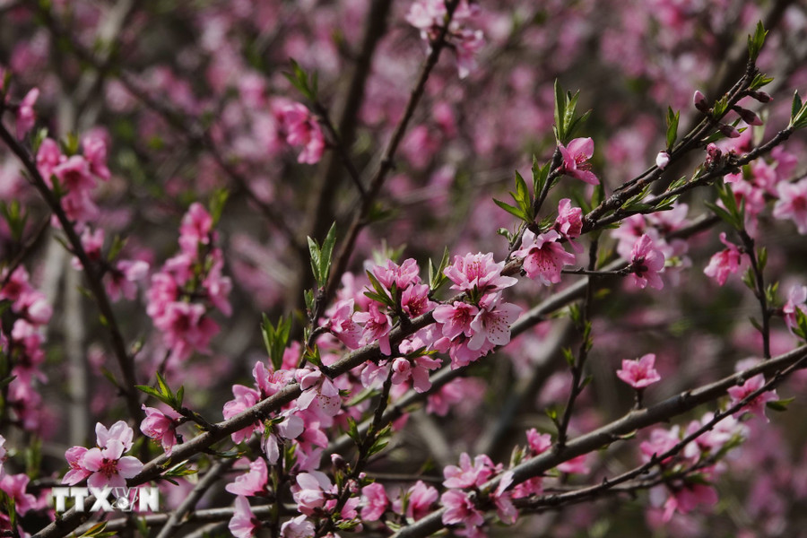 Vẻ đẹp quyến rũ của hoa đào ở Lùng Cúng, Mù Cang Chải. (Ảnh: Tuấn Anh/TTXVN)