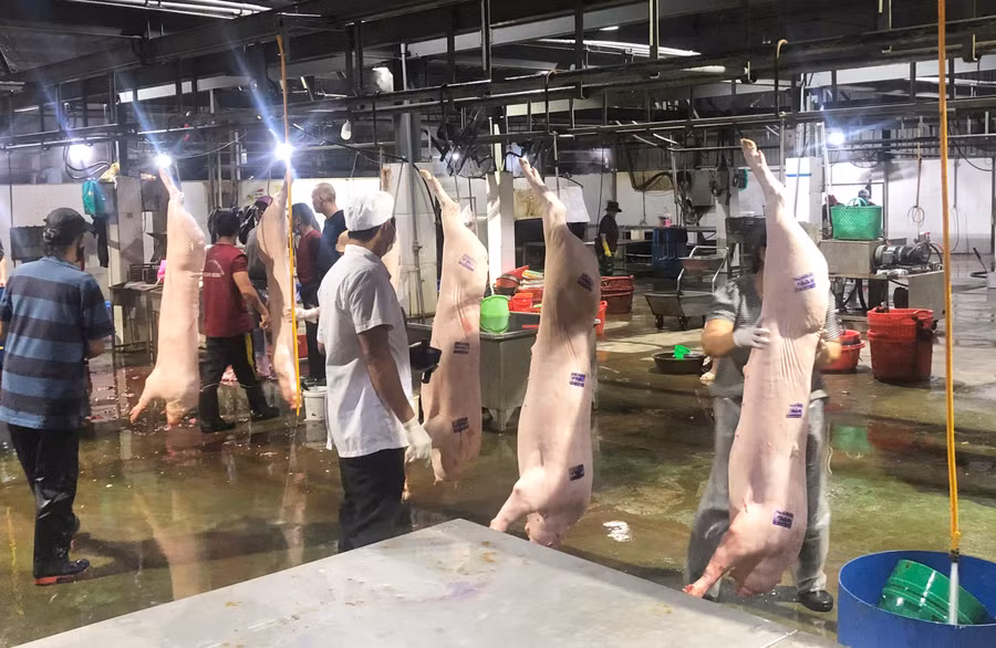 Hoạt động giết mổ bên trong Cơ sở giết mổ động vật tập trung Quy Nhơn Đông của Công ty TNHH Sản xuất và chế biến thực phẩm Quy Nhơn.