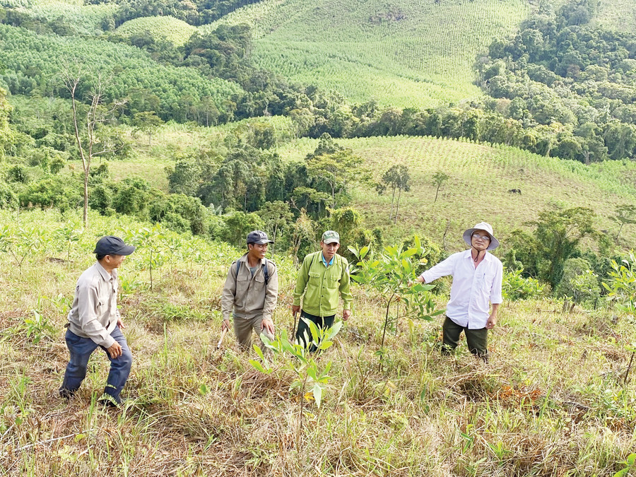 Cán bộ, công nhân Công ty TNHH Lâm nghiệp Hà Thanh (xã Vân Canh) kiểm tra sinh trưởng rừng trồng trên địa bàn quản lý. Ảnh: L.N