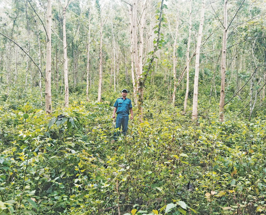 Công ty TNHH một thành viên Lâm nghiệp Kông Chro đang trồng thử nghiệm rừng gỗ lớn. Ảnh: N.D