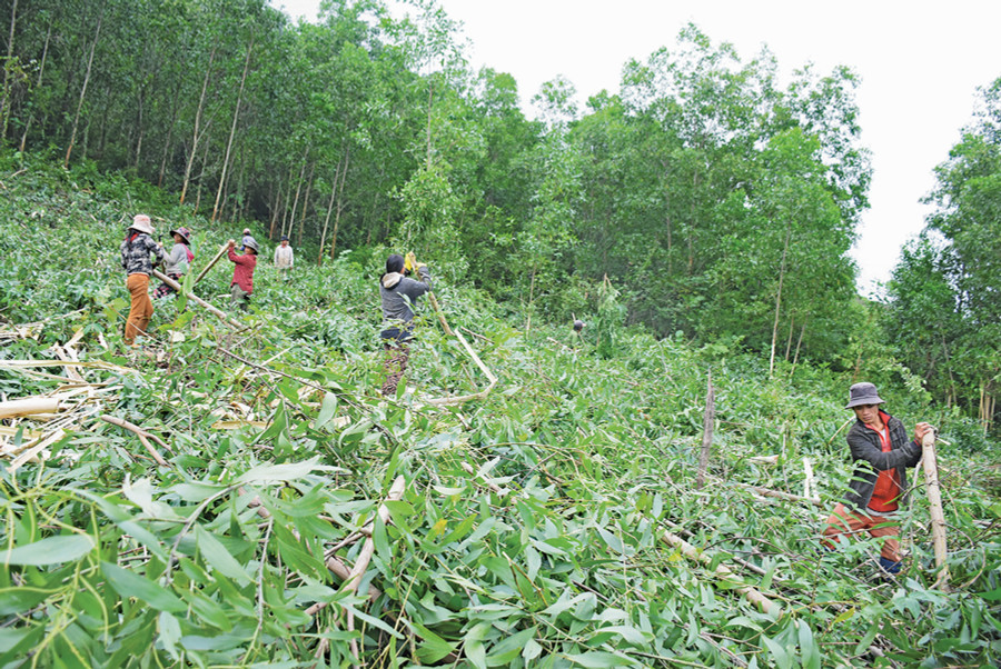 Người dân Tây Gia Lai khai thác gỗ rừng trồng. Ảnh: N.D