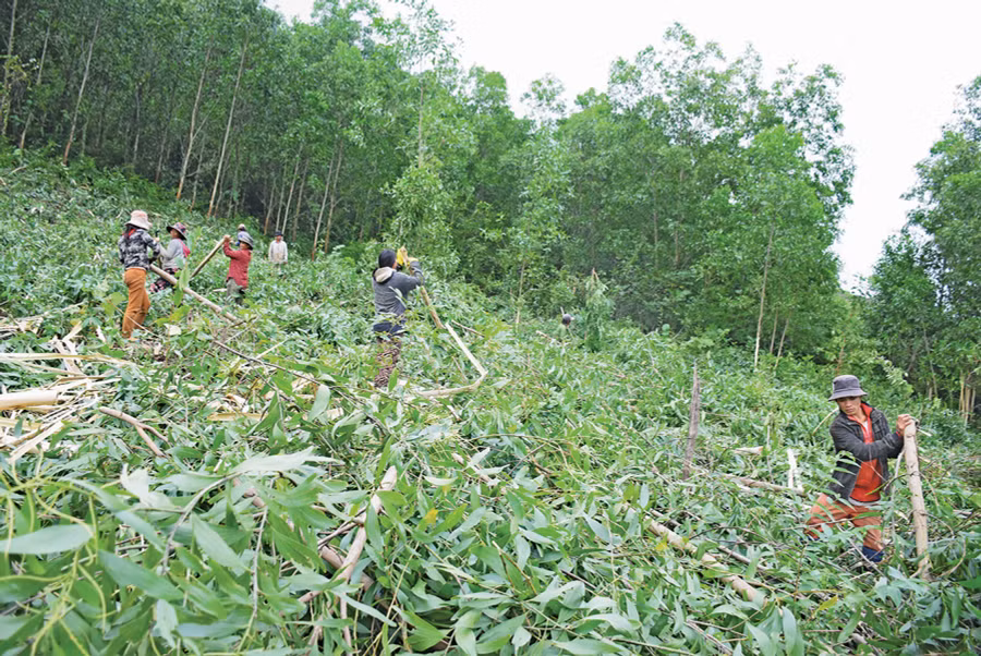Người dân Tây Gia Lai khai thác gỗ rừng trồng. Ảnh: N.D
