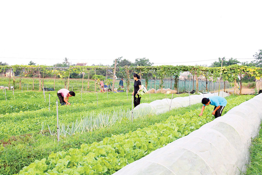 Rau hữu cơ do Công ty Cổ phần Yuuki Farm (phường An Nhơn) sản xuất. Ảnh: T.Lợi