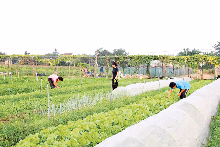 Rau hữu cơ do Công ty Cổ phần Yuuki Farm (phường An Nhơn) sản xuất. Ảnh: T.Lợi