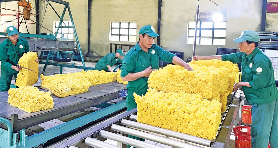 Dây chuyền chế biến mủ cao su của Công ty TNHH một thành viên Cao su Chư Păh (xã Chư Păh). Ảnh: Vũ Thảo