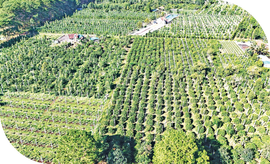 Gia Lai có lợi thế lớn về vùng nguyên liệu nông sản phục vụ chế biến và xuất khẩu. - Trong ảnh: Vùng nguyên liệu cà phê và hồ tiêu ở xã Ia Phí. Ảnh: R’PIÊN