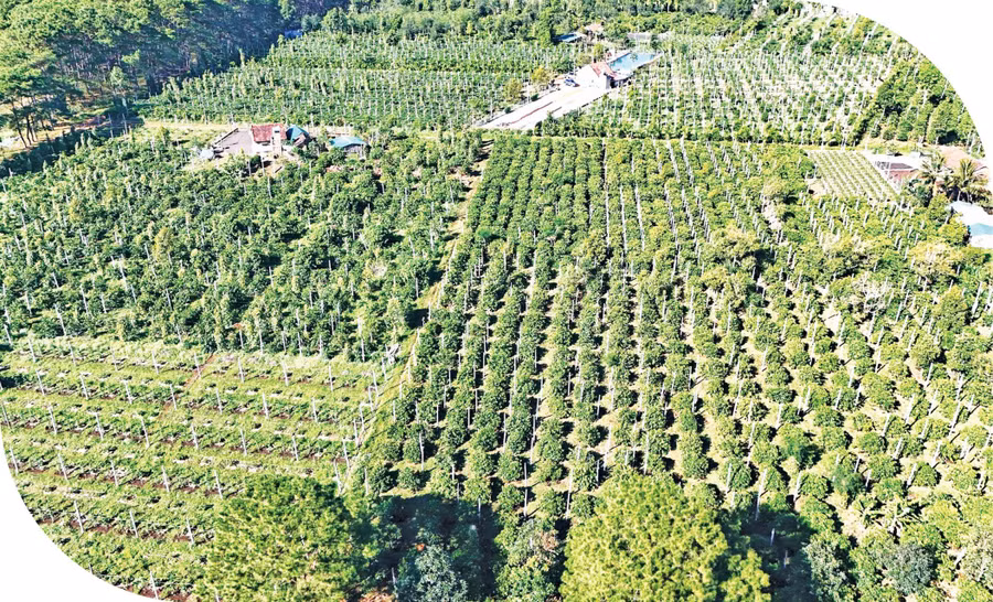 Gia Lai có lợi thế lớn về vùng nguyên liệu nông sản phục vụ chế biến và xuất khẩu. - Trong ảnh: Vùng nguyên liệu cà phê và hồ tiêu ở xã Ia Phí. Ảnh: R’PIÊN