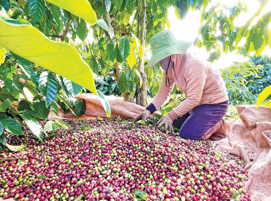 Toàn tỉnh hiện có 107.408 ha cà phê phục vụ chế biến và xuất khẩu. - Trong ảnh: Nông dân xã Đak Đoa thu hoạch cà phê. Ảnh: V.T