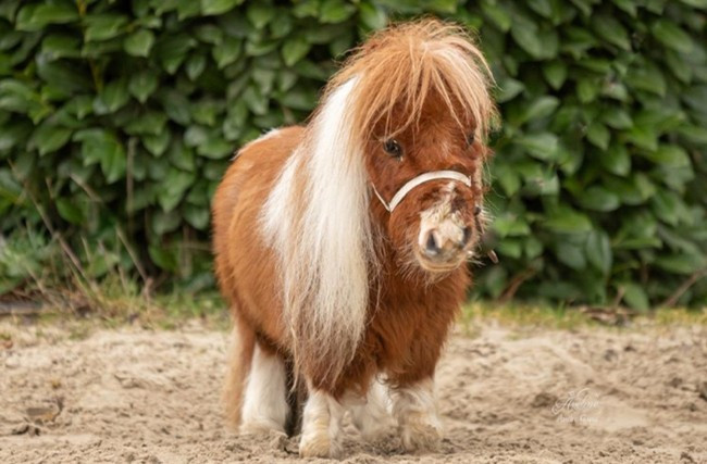 Pumuckel chỉ cao vỏn vẹn 52,6 cm tính đến vai. Ảnh: KIDS