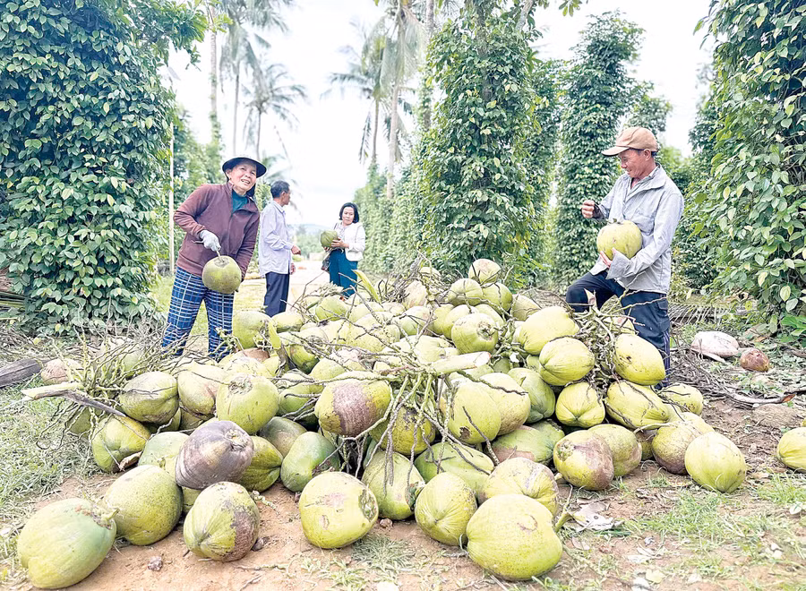 Thương lái thu mua dừa với số lượng lớn tại xã Hoài Ân để cung cấp cho thị trường miền Bắc, nhằm phục vụ chế biến mứt dừa bán dịp Tết. Ảnh: Hồng Thương