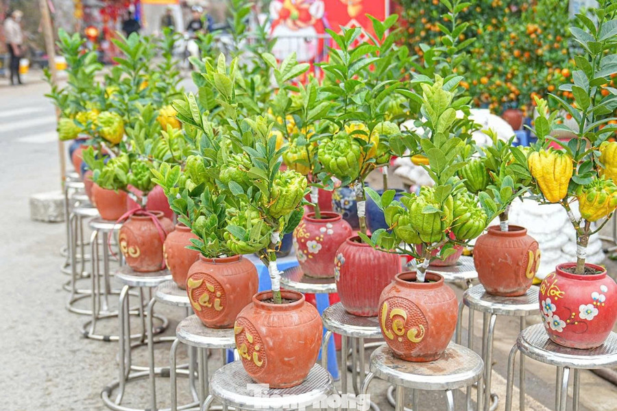 Trước đây, người dân thường chọn những quả phật thủ to, đẹp để dâng lên bàn thờ tổ tiên. Tuy nhiên, vài năm trở lại đây, các nhà vườn đã sáng tạo, đưa phật thủ vào tạo hình bonsai, mở ra một thú chơi cây cảnh mới mẻ.