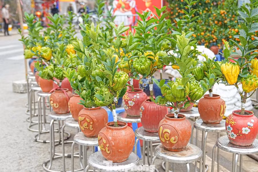 Trước đây, người dân thường chọn những quả phật thủ to, đẹp để dâng lên bàn thờ tổ tiên. Tuy nhiên, vài năm trở lại đây, các nhà vườn đã sáng tạo, đưa phật thủ vào tạo hình bonsai, mở ra một thú chơi cây cảnh mới mẻ.