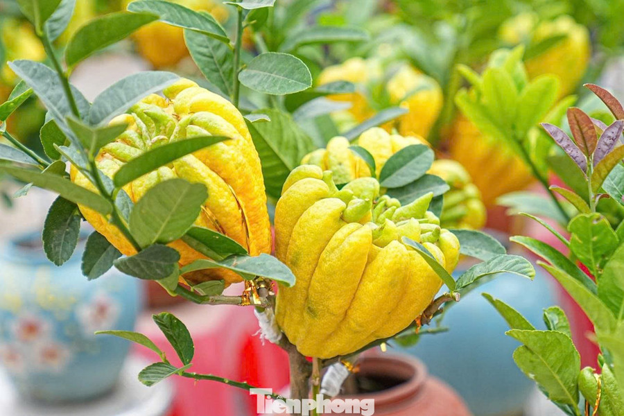 Từ lâu, phật thủ là loại quả quen thuộc trong mâm ngũ quả ngày Tết của nhiều gia đình. Quả phật thủ có hình dáng giống bàn tay Phật, tượng trưng cho sự che chở, bảo hộ và mang lại may mắn.