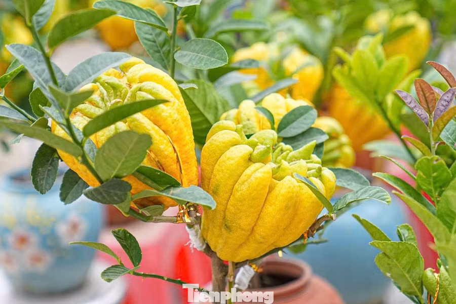 Từ lâu, phật thủ là loại quả quen thuộc trong mâm ngũ quả ngày Tết của nhiều gia đình. Quả phật thủ có hình dáng giống bàn tay Phật, tượng trưng cho sự che chở, bảo hộ và mang lại may mắn.