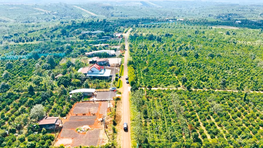 Mùa xuân mới, thôn Cát Mỹ yên ả giữa sắc xanh bạt ngàn của những rẫy cà phê, cao su, hồ tiêu. Ảnh: C.H