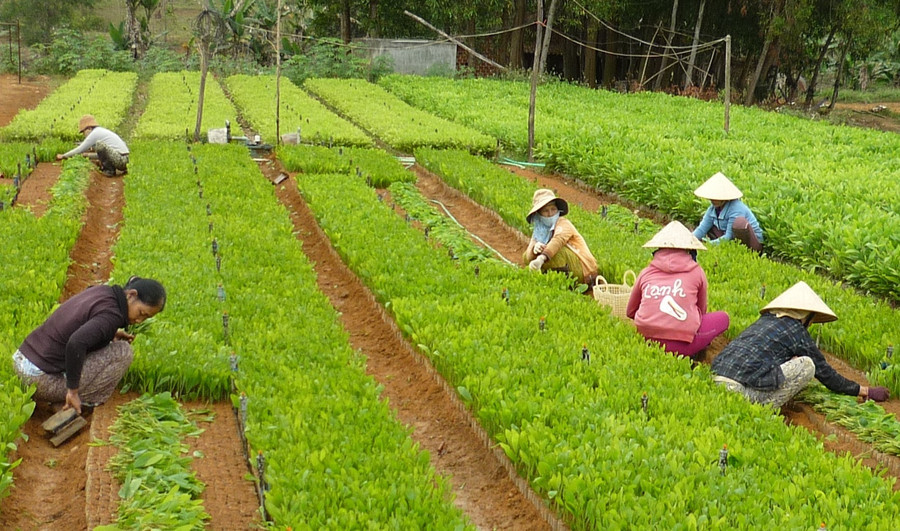 Sở hữu diện tích đất lâm nghiệp rộng lớn, xã Canh Vinh đang khuyến khích người dân năng phát rừng nguyên liệu gắn với công nghiệp chế biến. Ảnh: T.Sỹ 4-2-tham.jpg