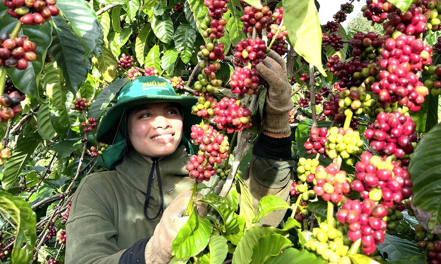 Gia Lai có khoảng 106.400 ha cà phê, là nguồn nguyên liệu tại chỗ phục vụ cho chế biến sâu. Ảnh: Vũ Thảo chot1.jpg