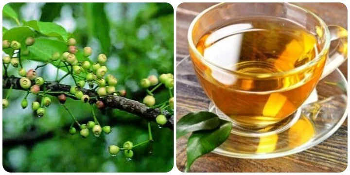 Uống nước lá vối thường xuyên rất tốt cho sức khoẻ 1la-voi.jpg