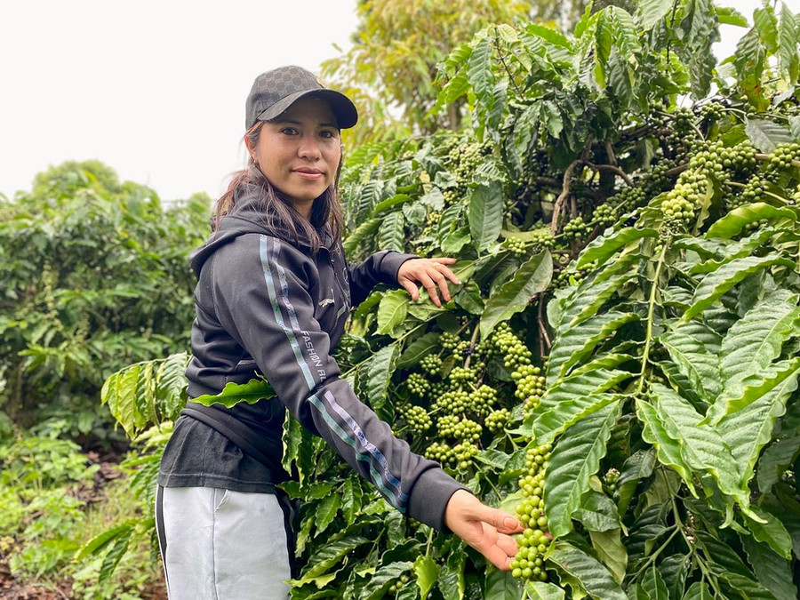 កាហ្វេជាដំណាំឧស្សាហកម្មមួយក្នុងចំណោមដំណាំឧស្សាហកម្មរយៈពេលវែងដែលមានផ្ទៃដីធំក្នុងឃុំអៀដោម។ រូបថត៖ ហា ឌុយ 33tca-phe-la-mot-trong-nhung-cay-cong-nghiep-dai-ngay-co-dien-tich-rong-lon-tai-xa-ia-dom-anh-ha-duy.jpg