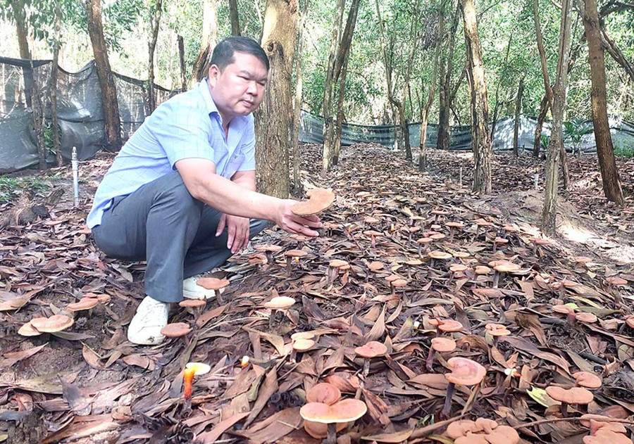 Công ty TNHH Minh Khánh Gia Lai trồng nấm linh chi dưới tán rừng tại xã Ia Phí. Ảnh: Nguyễn Diệp them3.jpg