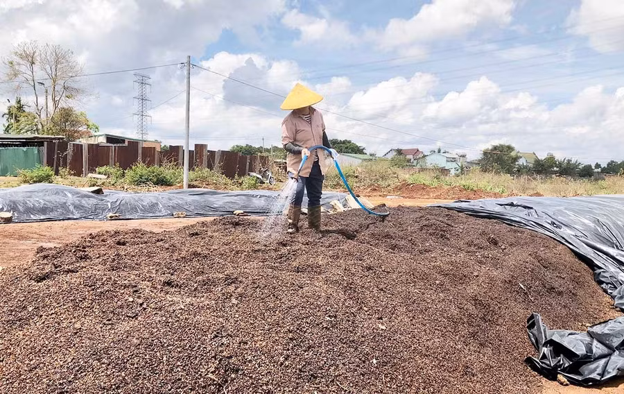 Người dân ủ trấu cà phê làm phân vi sinh bón cho cây trồng. Ảnh: Lê Nam