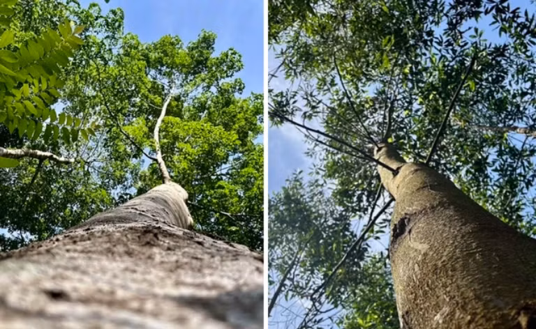 (trái) Cây không áp dụng biện pháp tỉa cành và thân phụ, (phải) cây được áp dụng kỹ thuật này ở lô rừng của công ty Lâm nghiệp Quy Nhơn, tỉnh Gia Lai. Ảnh: Thụy Miên