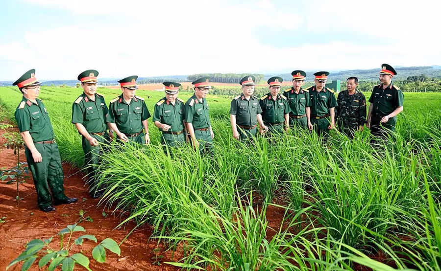 Lãnh đạo Binh đoàn 15 kiểm tra cánh đồng lúa của người dân tại làng Tung Breng, xã Ia Krái. Ảnh: V.H