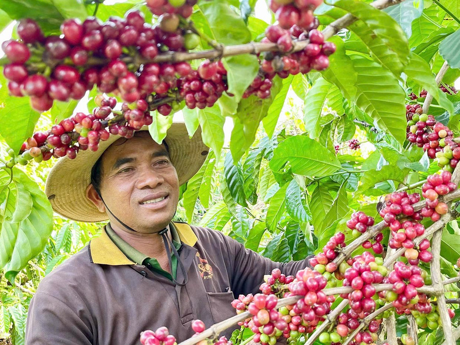 Cà phê là mặt hàng xuất khẩu chủ lực, hiện chiếm khoảng 35% kim ngạch xuất khẩu của Gia Lai. Ảnh: Vũ Thảo Cà phê là mặt hàng xuất khẩu chủ lực, hiện chiếm khoảng 35% kim ngạch xuất khẩu của Gia Lai. Ảnh: Vũ Thảo