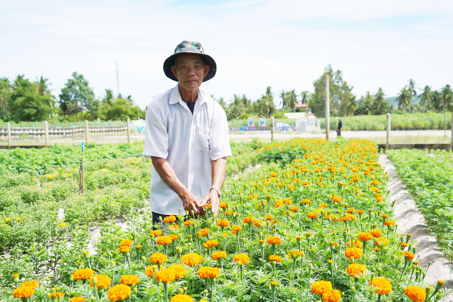 Ông Nguyễn Văn Quả bên vườn hoa cúc, vạn thọ của mình. Ảnh: N.H Ông Nguyễn Văn Quả bên vườn hoa cúc, vạn thọ của mình. Ảnh: N.H