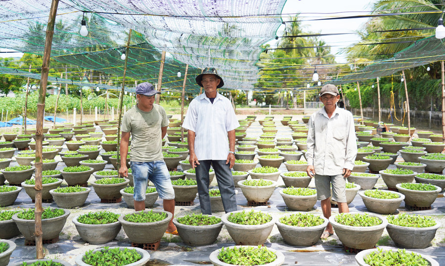 Ông Nguyễn Văn Quả (đứng giữa) trao đổi kỹ thuật trồng hoa cúc vụ tết với người dân trong khu phố. Ảnh: N.H Ông Nguyễn Văn Quả (đứng giữa) trao đổi kỹ thuật trồng hoa cúc vụ tết với người dân trong khu phố. Ảnh: N.H