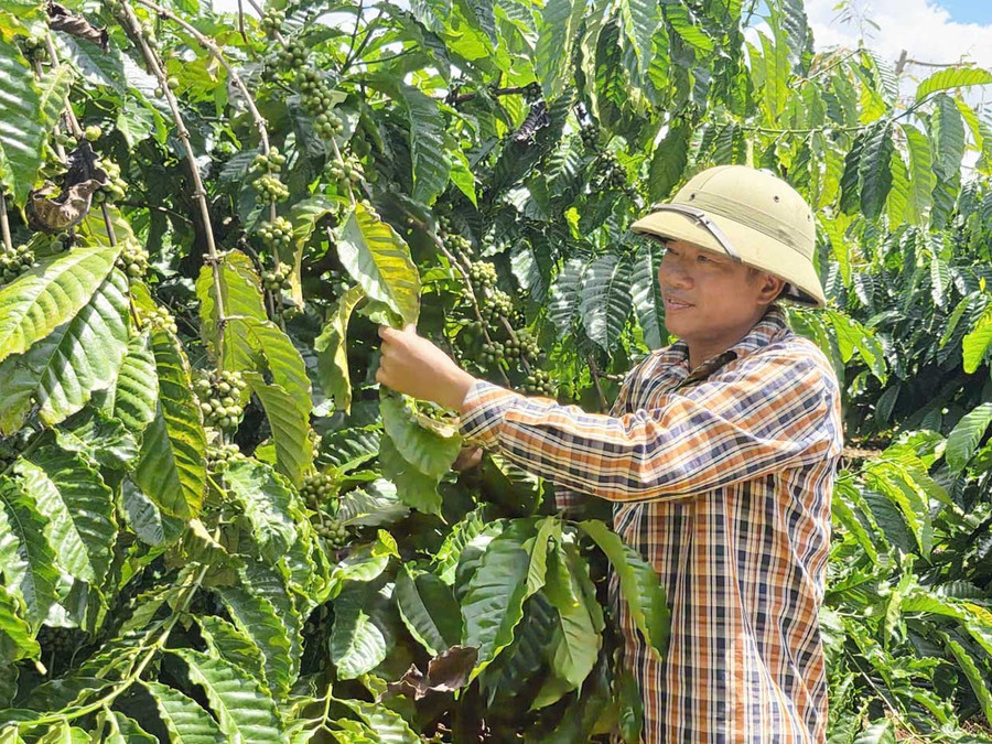 Nhờ sử dụng chế phẩm IMO, vườn cà phê của gia đình ông Nguyễn Văn Thiện phát triển xanh tốt, năng suất cao. Ảnh: Lê Nam Nhờ sử dụng chế phẩm IMO, vườn cà phê của gia đình ông Nguyễn Văn Thiện phát triển xanh tốt, năng suất cao. Ảnh: Lê Nam