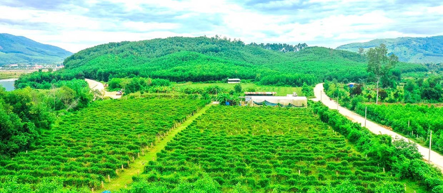 Công ty TNHH một thành viên Dược liệu hữu cơ Bidiphar phát triển dược liệu tại xã An Toàn. Ảnh: ĐVCC them4.jpg