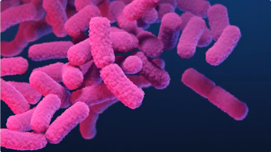 Họ vi khuẩn Enterobacterales.