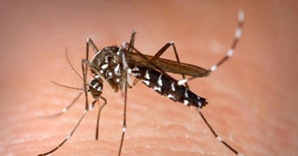 Brazil nuôi muỗi kháng virus đối phó với dịch sốt xuất huyết (ảnh minh họa). Brazil nuôi muỗi kháng virus đối phó với dịch sốt xuất huyết (ảnh minh họa).