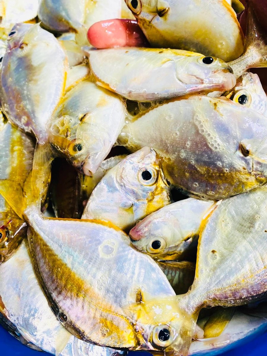 Loài cá này được đánh bắt gần bờ. Loài cá này được đánh bắt gần bờ.