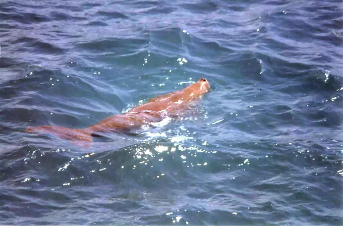 Cá thể Dugong bơi lội trên vùng biển Côn Đảo Cá thể Dugong bơi lội trên vùng biển Côn Đảo