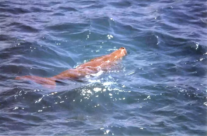 Cá thể Dugong bơi lội trên vùng biển Côn Đảo