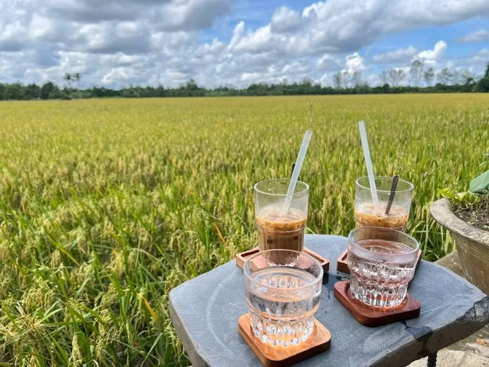 Và tháng sau lúa bắt đầu chín