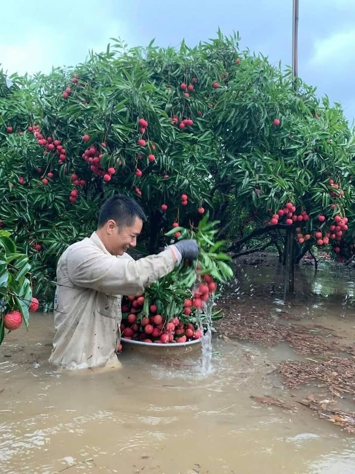 Không chỉ ở Lạng Sơn mà tại huyện Lục Ngạn (Bắc Giang) nước lũ cũng bao vây các vườn vải thiều. Ảnh: Báo Bắc Giang Không chỉ ở Lạng Sơn mà tại huyện Lục Ngạn (Bắc Giang) nước lũ cũng bao vây các vườn vải thiều. Ảnh: Báo Bắc Giang