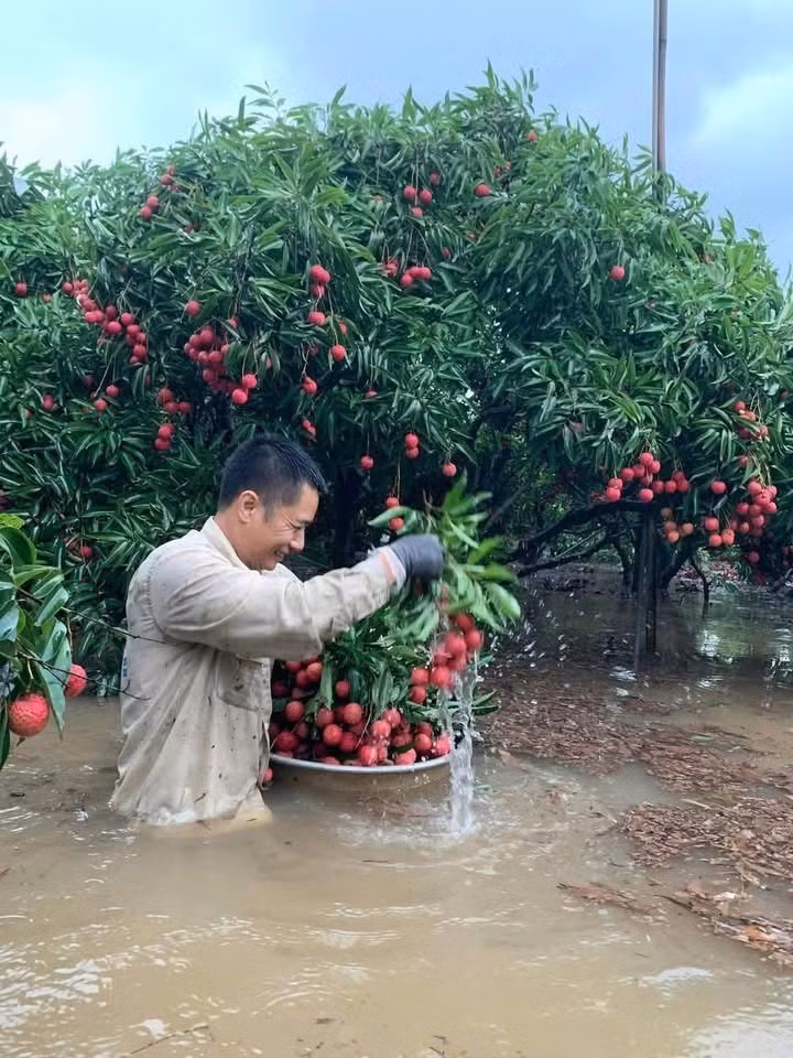 Không chỉ ở Lạng Sơn mà tại huyện Lục Ngạn (Bắc Giang) nước lũ cũng bao vây các vườn vải thiều. Ảnh: Báo Bắc Giang