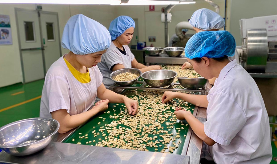 Công nhân phân loại hạt điều tại Công ty TNHH Olam-Chi nhánh Gia Lai. Ảnh: H.D 1dn.jpg
