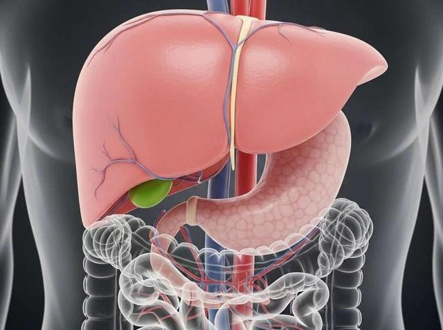 Chiết xuất lá atisô có thể bảo vệ gan khỏi bị tổn thương. Ảnh: AI Chiết xuất lá atisô có thể bảo vệ gan khỏi bị tổn thương. Ảnh: AI