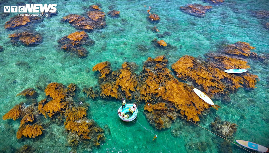 "Đặc sản" tại Hòn Khô phải kể đến là rong mơ – một loài rong biển nở vàng rộ từ tháng 5 đến tháng 7, mỗi khi ánh nắng chiếu xuống tạo nên khung cảnh vàng rực dưới lòng biển. 3a.jpg
