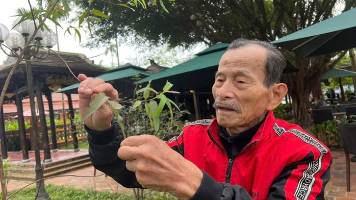 Nhà giáo Ưu tú, lương y Phan Tấn Tô - Phó Chủ tịch Hội Đông y TP Huế, chọn dược liệu Nhà giáo Ưu tú, lương y Phan Tấn Tô - Phó Chủ tịch Hội Đông y TP Huế, chọn dược liệu