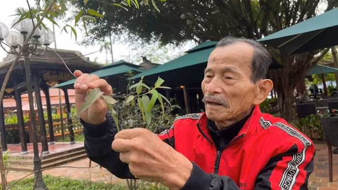 Nhà giáo Ưu tú, lương y Phan Tấn Tô - Phó Chủ tịch Hội Đông y TP Huế, chọn dược liệu