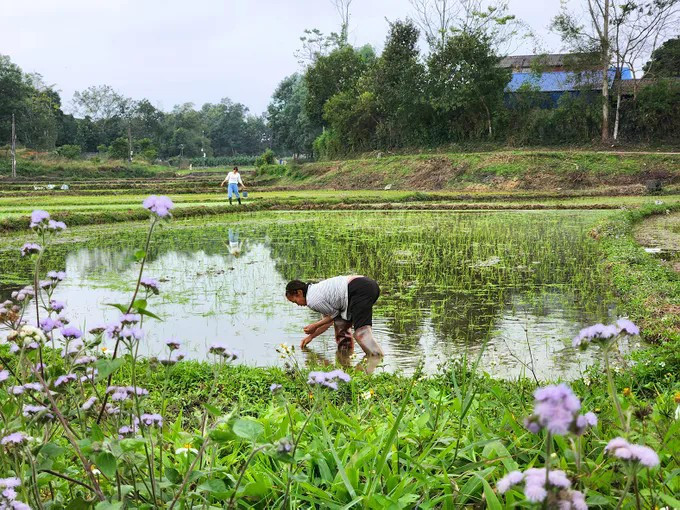 Thửa ruộng nhỏ trước nhà - nơi lưu giữ những hoài niệm của một đời người gắn với làng quê khoang-troi.jpg