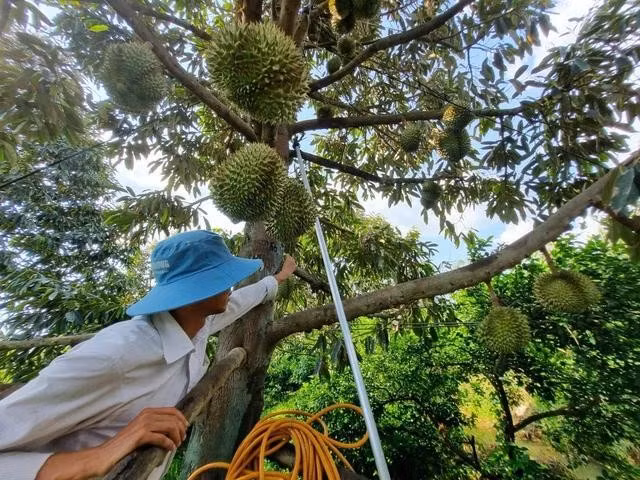 Qua thời phải giải cứu, xuất khẩu sầu riêng đang tăng trở lại. Ảnh: Đào Ngọc Thạch